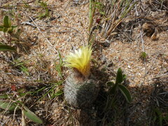 Parodia scopa