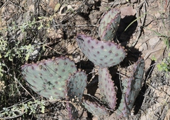 Opuntia azurea