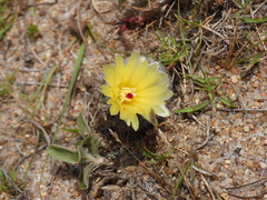 Parodia scopa