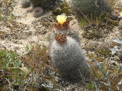 Parodia scopa