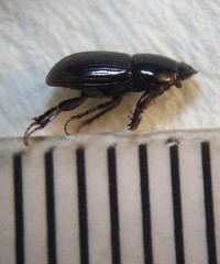 Calamosternus granarius