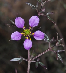 Fagonia cretica
