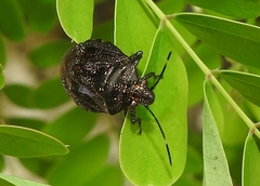 Antiteuchus