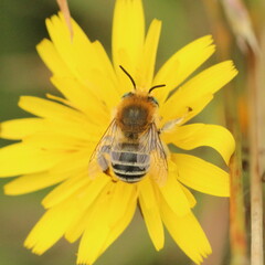 Anthophora bimaculata