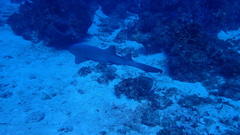 Ginglymostoma cirratum
