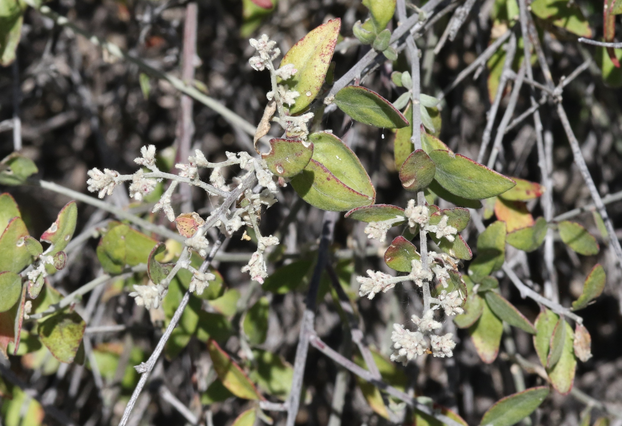 Iresine leptoclada