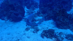 Ginglymostoma cirratum