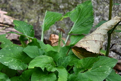Viola