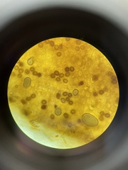 Strobilomyces strobilaceus image