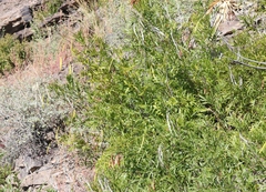 Tecoma stans angustata