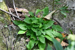 Viola