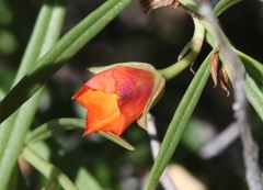 Talinum aurantiacum