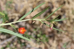 Talinum aurantiacum