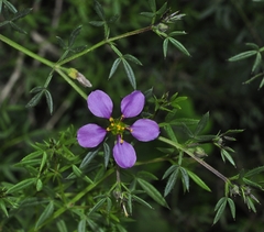 Fagonia cretica