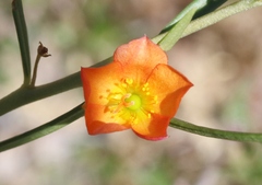 Talinum aurantiacum