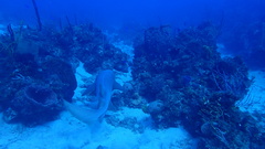 Ginglymostoma cirratum