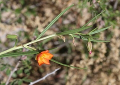 Talinum aurantiacum