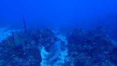 Ginglymostoma cirratum