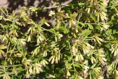 Brickellia laciniata