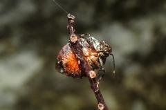Antiteuchus