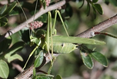 Insara elegans