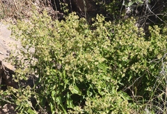 Brickellia laciniata