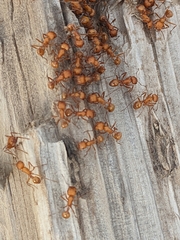 Pogonomyrmex californicus