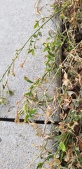 Polygonum aviculare