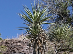 Yucca torreyi
