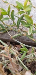 Polygonum aviculare