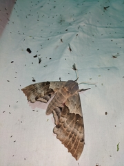 Pachysphinx occidentalis