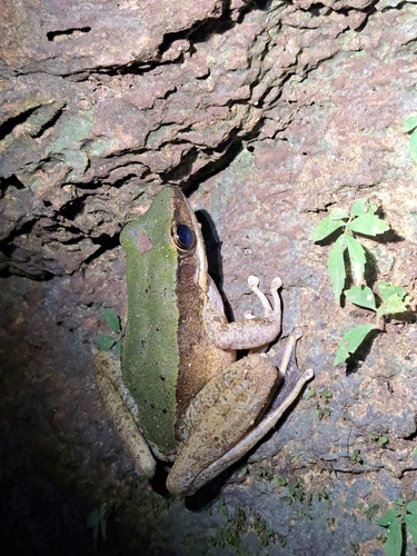 Bright Frog, Odorrana livida