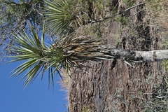 Yucca torreyi