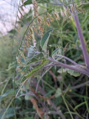 Ctenoplusia oxygramma