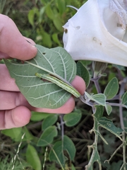 Ctenoplusia oxygramma