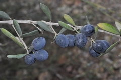 Olea europaea europaea