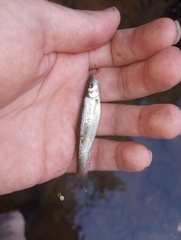 Campostoma oligolepis