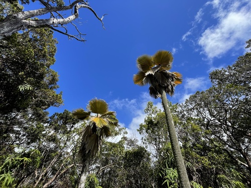 Pritchardia arecina observed 2022-09-27