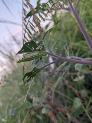 Ctenoplusia oxygramma