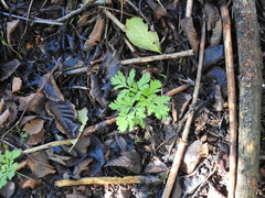 Dicentra formosa