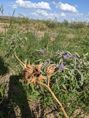 Datura quercifolia