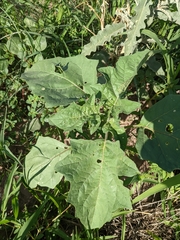 Datura quercifolia