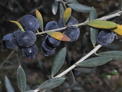 Olea europaea europaea