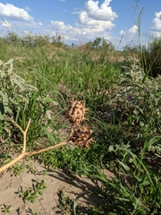Datura quercifolia