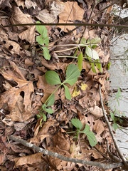Rudbeckia laciniata