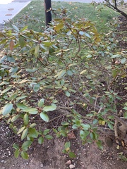 Elaeagnus pungens