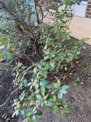 Elaeagnus pungens