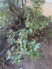 Elaeagnus pungens