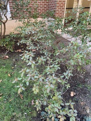 Elaeagnus pungens