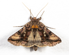 Autographa bimaculata